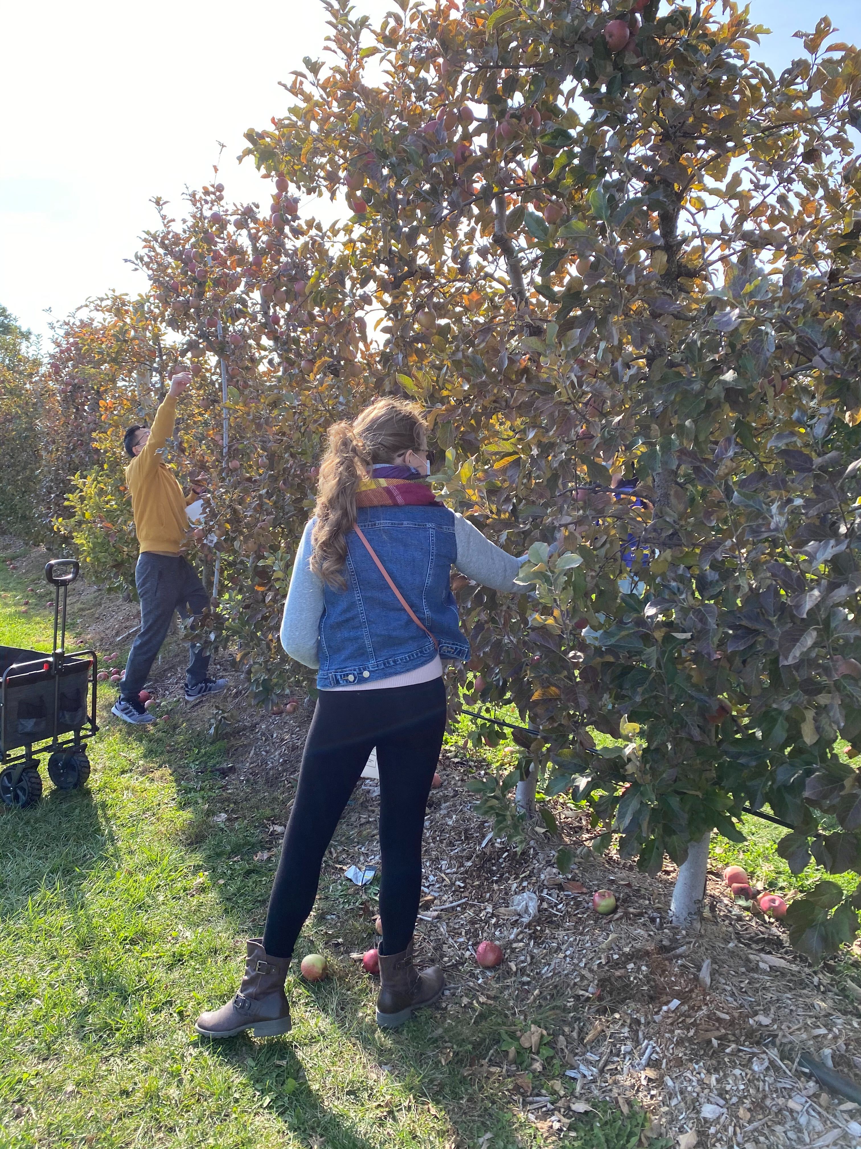 2020_apple_picking_11.jpg