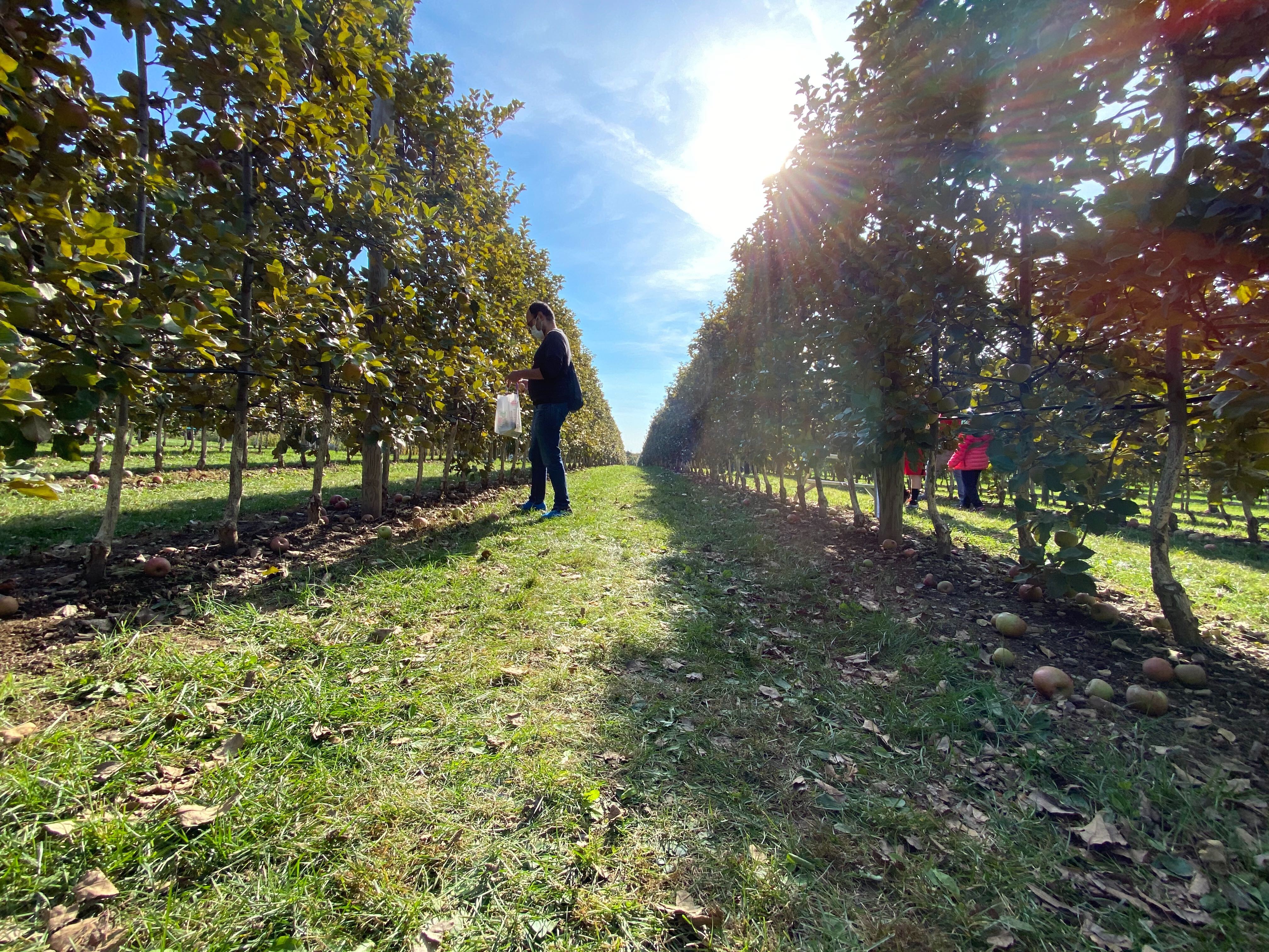 2020_apple_picking_13.jpg