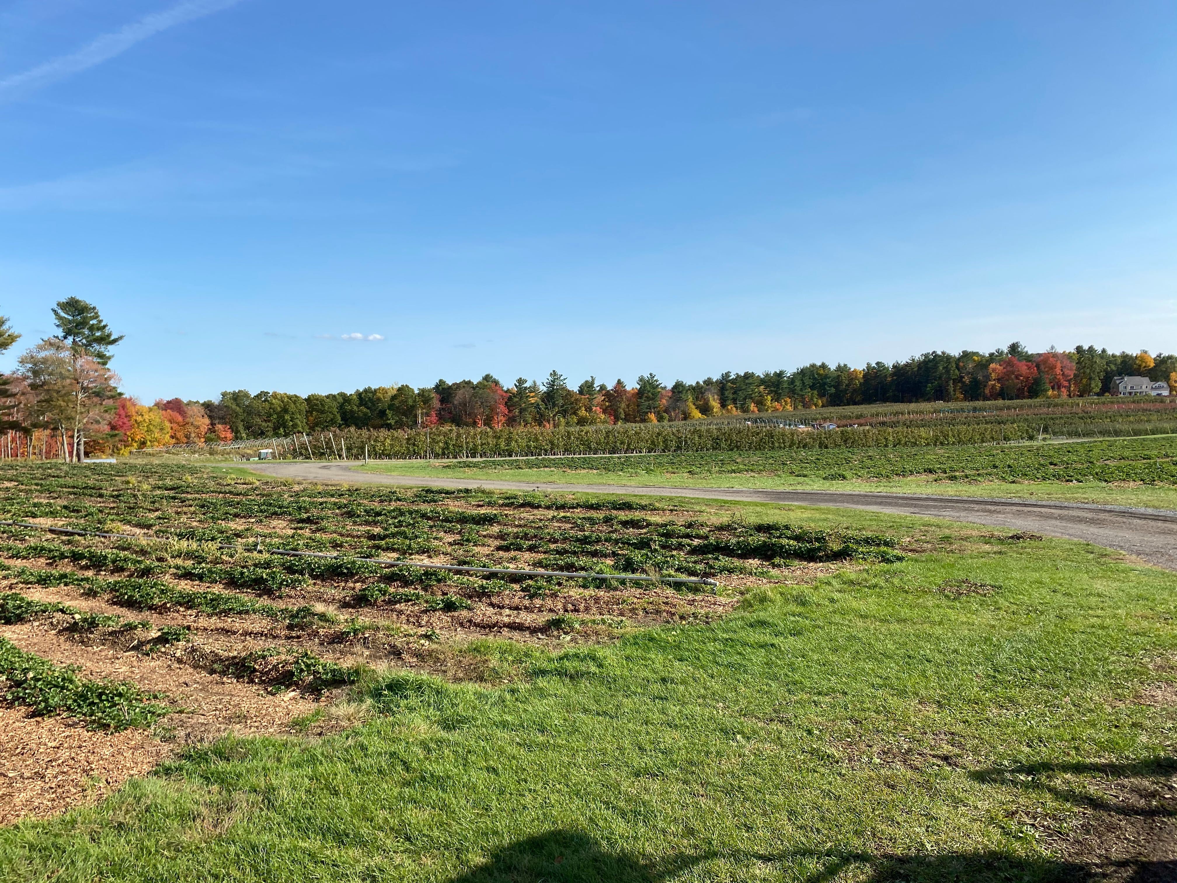 2020_apple_picking_5.jpg