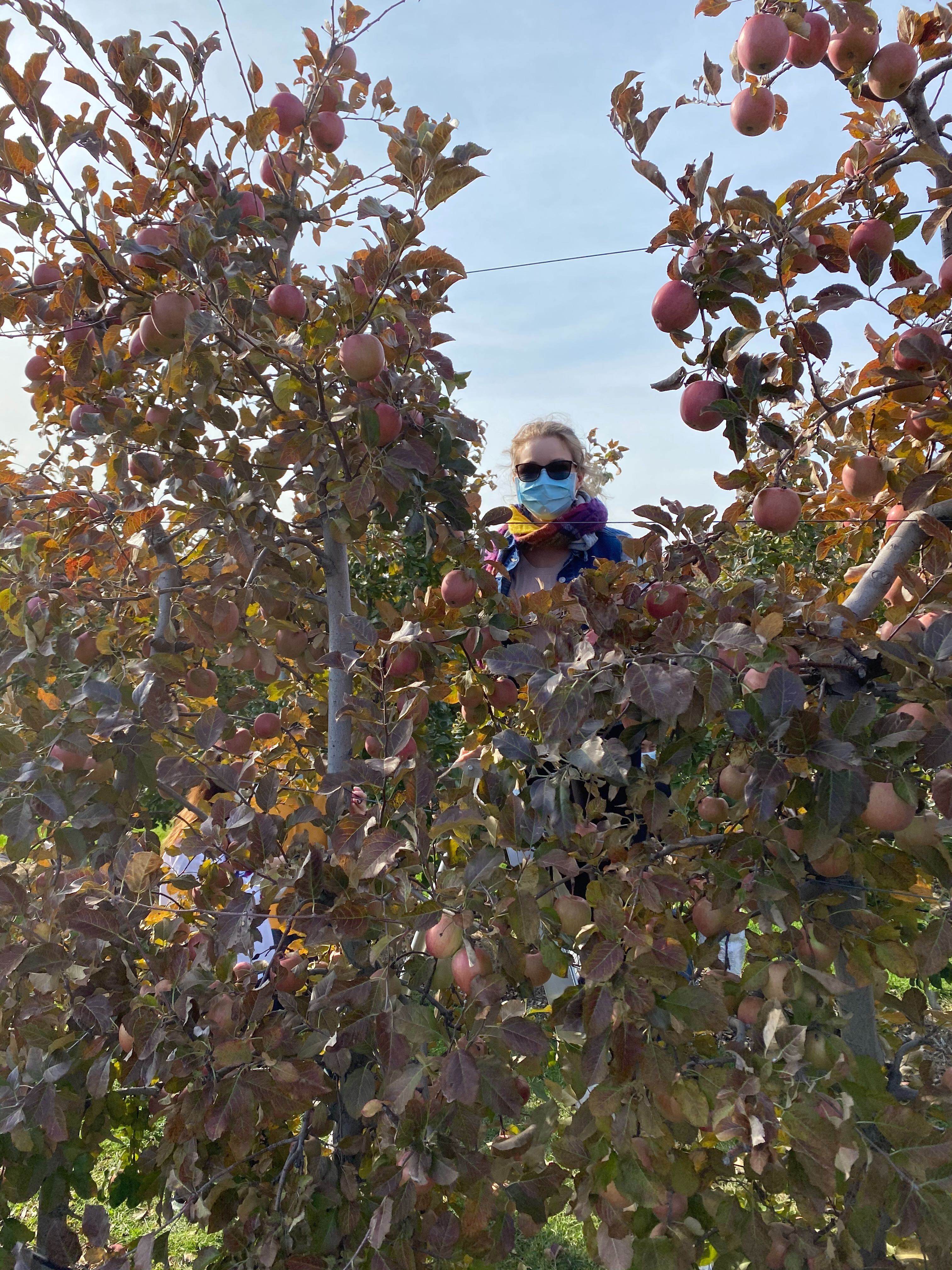 2020_apple_picking_9.jpg