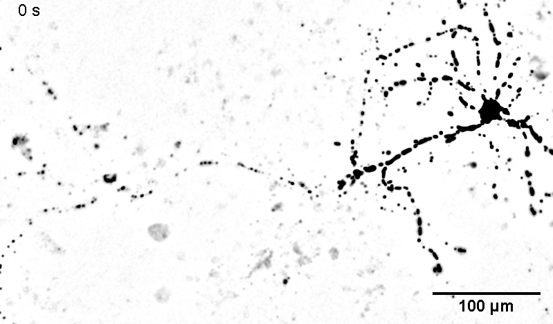 wt_baseline.gif