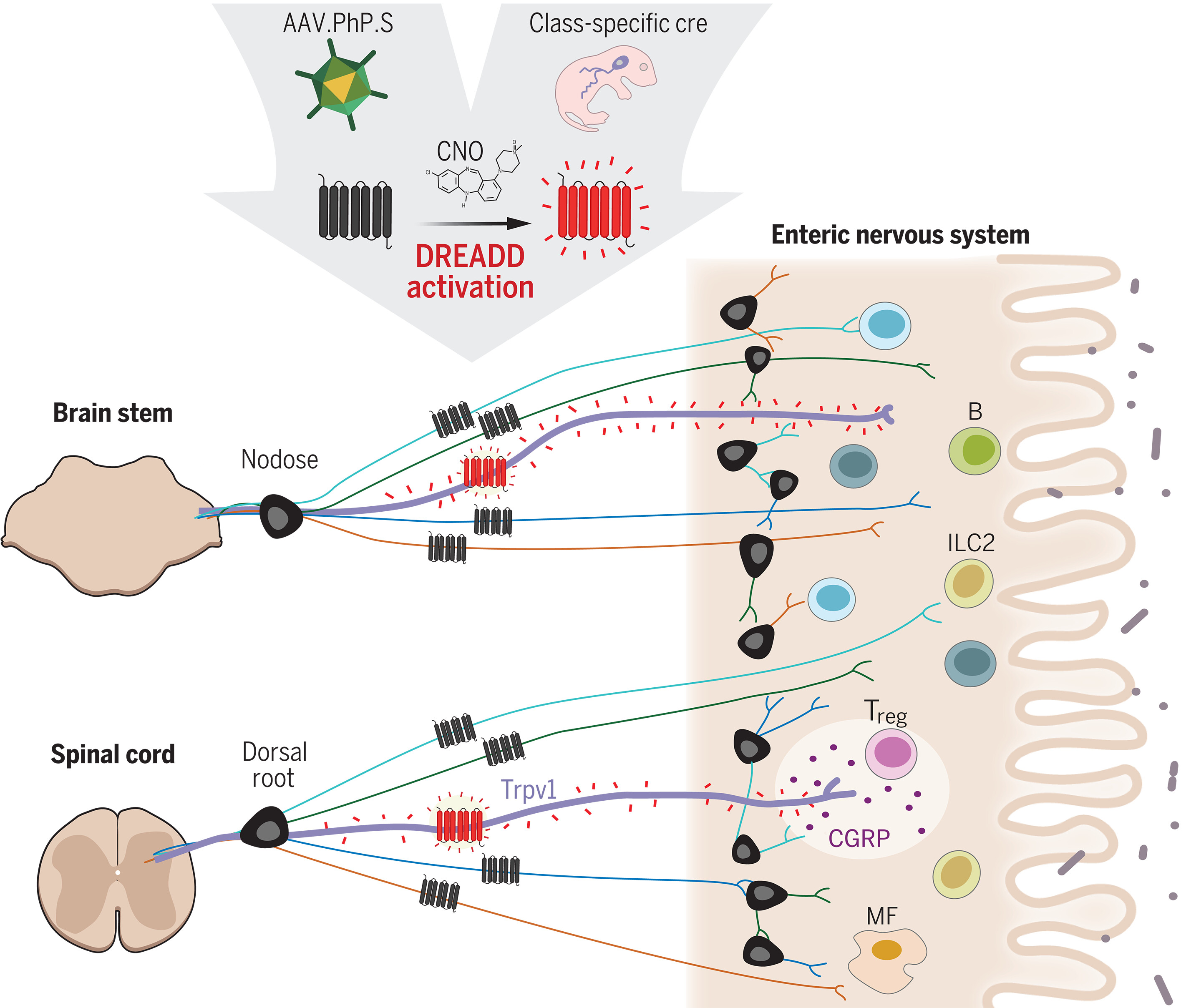 Kim and yangyang's paper published today in Science! | Chiu Lab