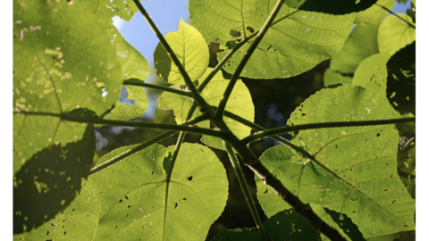 aussie_stinging_tree