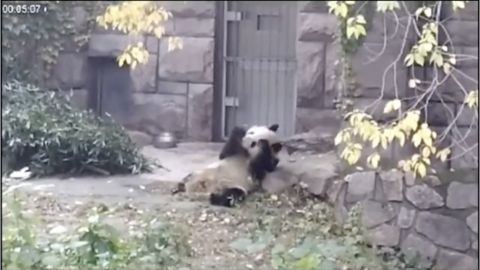 pandas_horse_manure