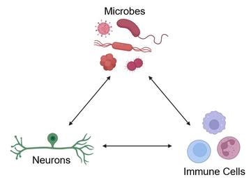 cellular_interactions.jpg