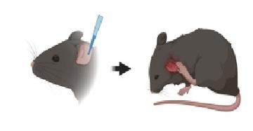 itchy_mouse.jpg